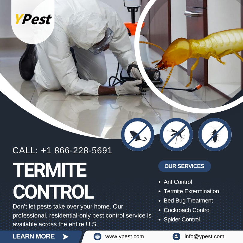 Termite Control Service Company in San Marcos, California Near Me, Call (888) 217-3407