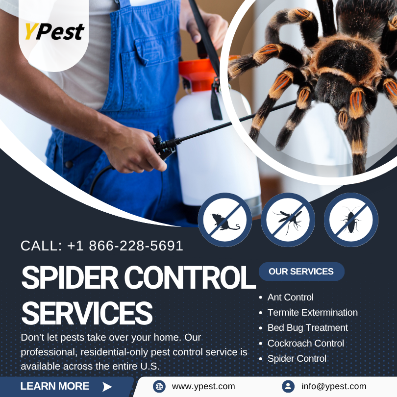 Spider Control Service Company in San Marcos, California Near Me, Call (888) 217-3407
