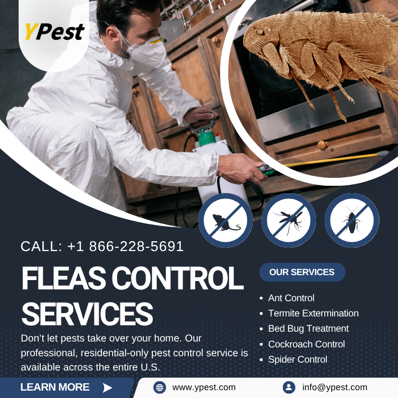 Fleas Control Service Company in San Marcos, California Near Me, Call (888) 217-3407
